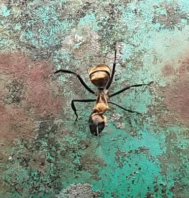 Camponotus sericeiventris photo 179