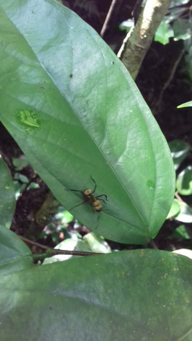 Camponotus sericeiventris photo 201