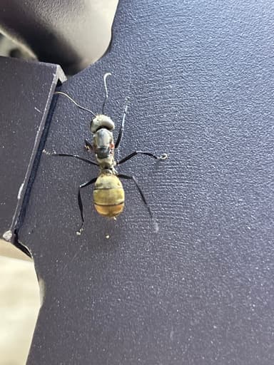 Camponotus sericeiventris photo 204
