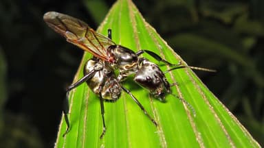 Camponotus sericeiventris photo 209