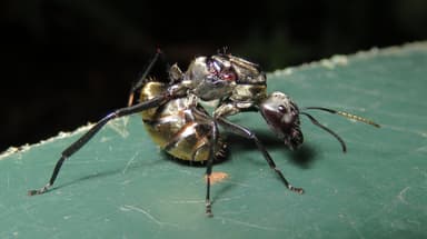 Camponotus sericeiventris photo 223