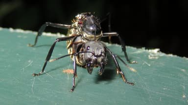 Camponotus sericeiventris photo 224