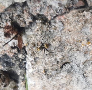 Camponotus sericeiventris photo 227