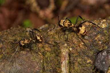 Camponotus sericeiventris photo 230