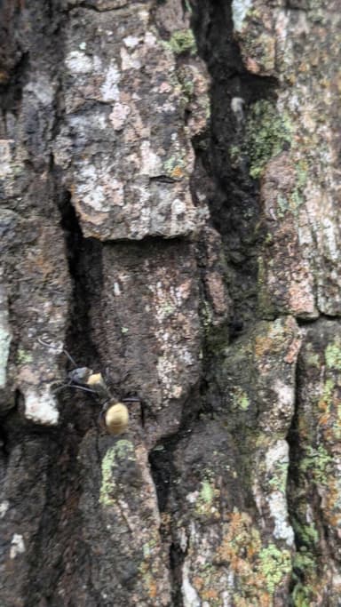 Camponotus sericeiventris photo 235