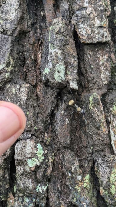 Camponotus sericeiventris photo 236