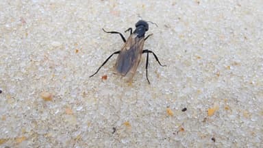 Camponotus sericeiventris photo 239