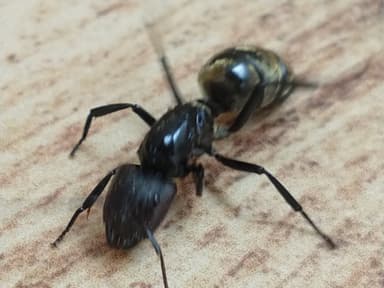 Camponotus sericeiventris photo 241
