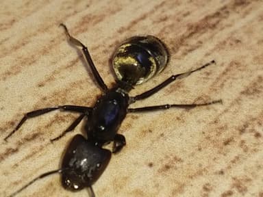 Camponotus sericeiventris photo 242