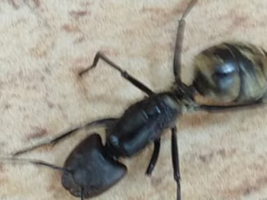 Camponotus sericeiventris photo 243