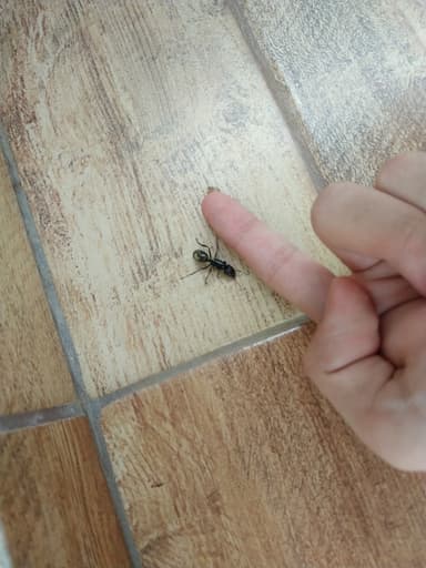 Camponotus sericeiventris photo 244