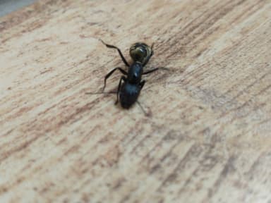 Camponotus sericeiventris photo 245