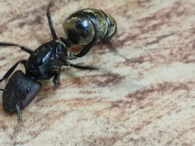 Camponotus sericeiventris photo 246