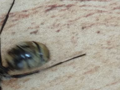 Camponotus sericeiventris photo 247