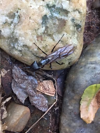 Camponotus sericeiventris photo 249