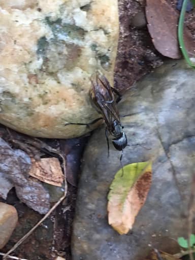 Camponotus sericeiventris photo 251