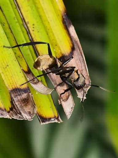 Camponotus sericeiventris photo 255