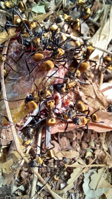 Camponotus sericeiventris photo 260