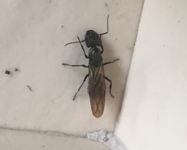 Camponotus sericeiventris photo 263