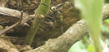 Camponotus sericeiventris photo 267