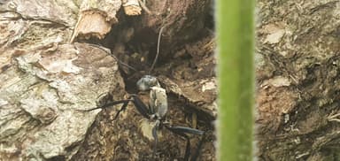 Camponotus sericeiventris photo 268