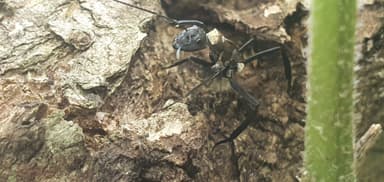 Camponotus sericeiventris photo 270