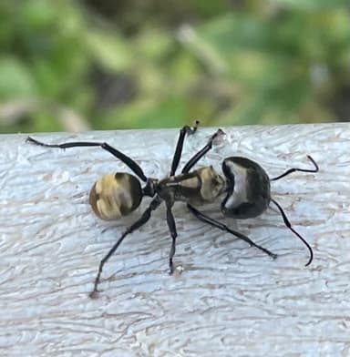 Camponotus sericeiventris photo 271