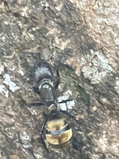 Camponotus sericeiventris photo 274