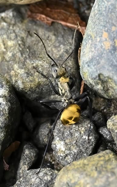 Camponotus sericeiventris photo 275