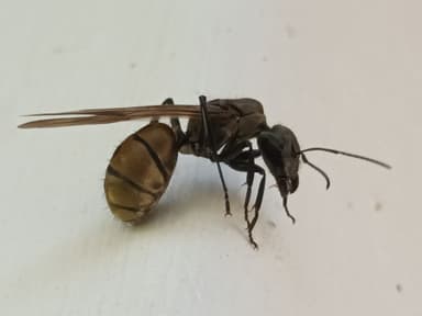 Camponotus sericeiventris photo 276