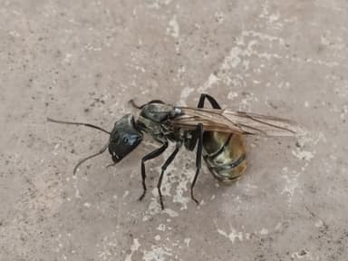 Camponotus sericeiventris photo 278