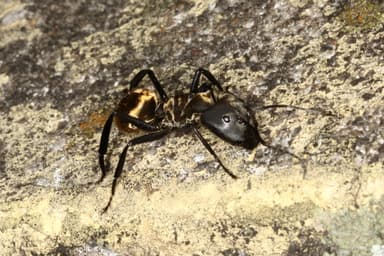 Camponotus sericeiventris photo 280