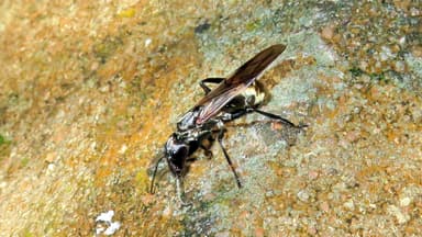 Camponotus sericeiventris photo 283