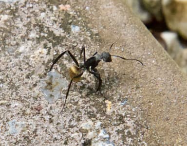 Camponotus sericeiventris photo 285
