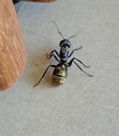 Camponotus sericeiventris photo 289