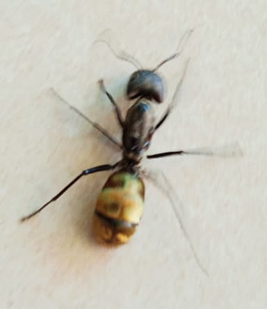 Camponotus sericeiventris photo 290