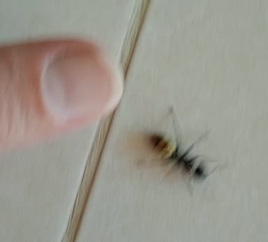 Camponotus sericeiventris photo 291