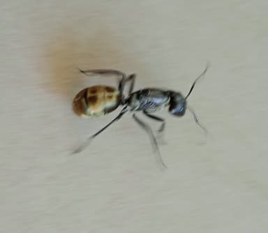 Camponotus sericeiventris photo 292