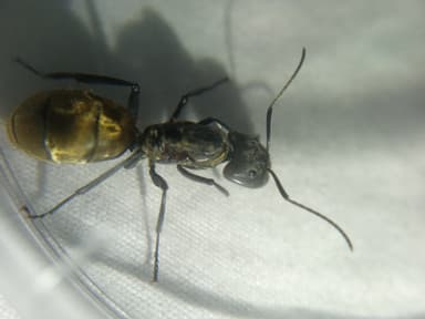 Camponotus sericeiventris photo 293