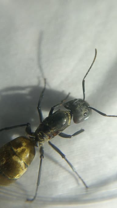 Camponotus sericeiventris photo 294