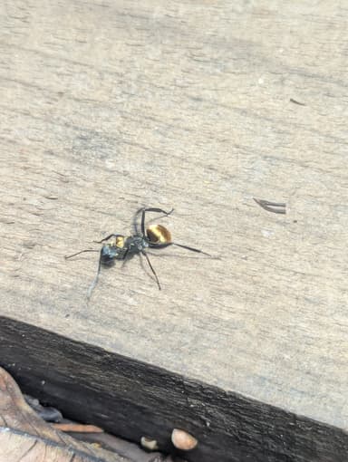 Camponotus sericeiventris photo 297