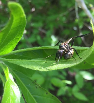 Camponotus sericeiventris photo 298