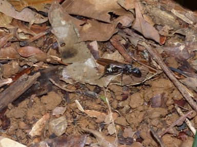 Camponotus sericeiventris photo 299