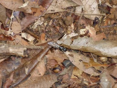 Camponotus sericeiventris photo 300