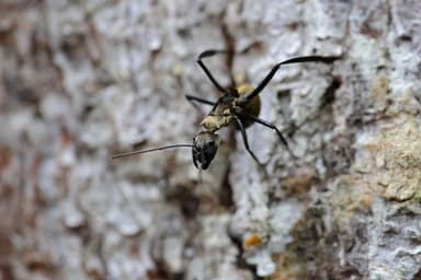 Camponotus sericeiventris photo 305