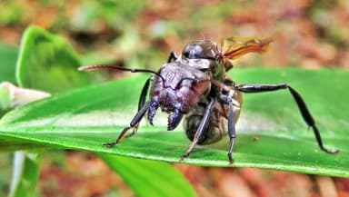 Camponotus sericeiventris photo 306