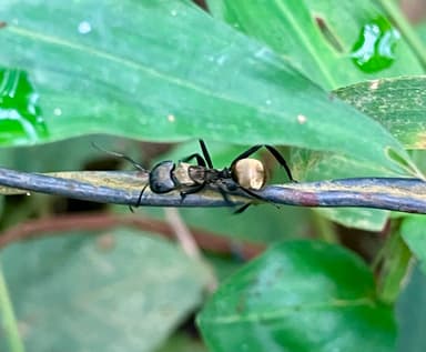 Camponotus sericeiventris photo 307