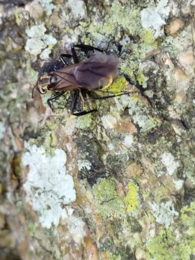 Camponotus sericeiventris photo 334