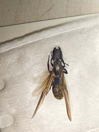 Camponotus sericeiventris photo 336