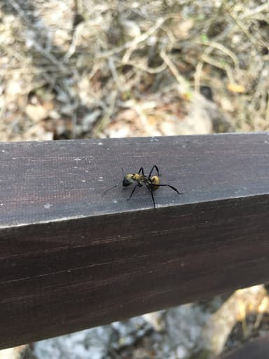 Camponotus sericeiventris photo 337